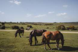 New Forest Free Roaming Ponies and two people walking in the background