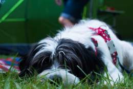 Dog on grass outside tent at campsite