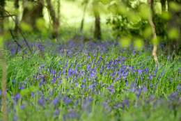 Bluebells in the woodland