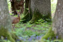 Top Spring Walks in the New Forest