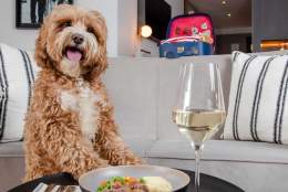 Hilton Cobham - Dog friendly Surrey