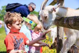 Bocketts Farm - meeting the goats