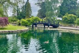 Guildford Boating Pond, Stoke Park in summer