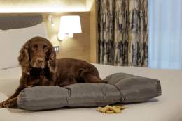 The Hilton Cobham -  a dog-friendly hotel.