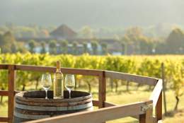 Denbies Wine Estate