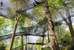 Nets Adventure at Go Ape
