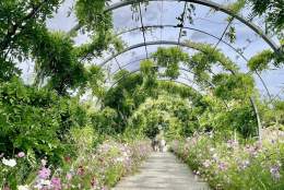 RGS Garden Wisley in the Summer