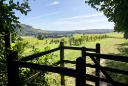 Denbies Hillside