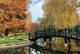 A bridge over a pond at Stoke Park Guildford in Autumn