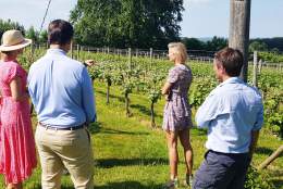 High Clandon Vineyard
