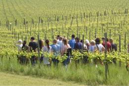Walking through the vines on a Albury Vineyard Tour Experience
