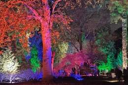 A walk through Wisley Glow