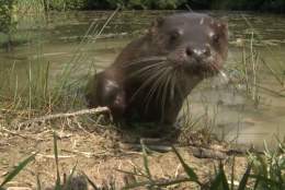 Video of animals at British Wildlife Centre