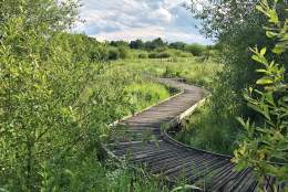 The boardwalks in Riverside Park, Guildford