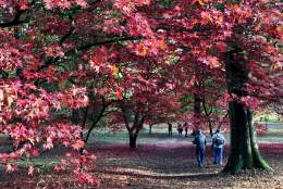 Autumn leaves in the Winkworth Arboretum