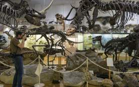 institute geology