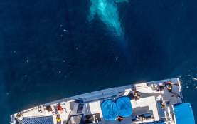 Captain Daves whale watching