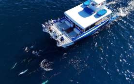 Ocean Adventures Dana Wharf
