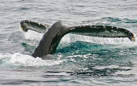 Whale Watching