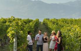 Volcanic Hills Estate Winery Guided Tour in Vineyard 6