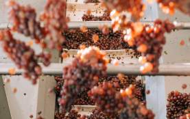 New Brand - Grapes Fall 2023 shoot