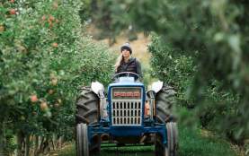 Historic Paynter’s Fruit Market orchard in West Kelowna during fall harvest.