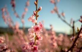 Close_Up_of_Pink_Blossoms_on_a_Tree_Branch_with_Soft_Focus_Background_and_Blue_Sky