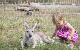 Kangaroo and child