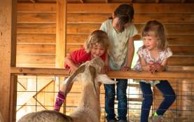 Friendly farm animals at Davison Orchards Country Village, a family farm destination near Kelowna, BC