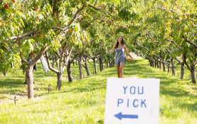 Visitor picking peaches in the U-Pick orchard at Paynter's Fruit Market, West Kelowna