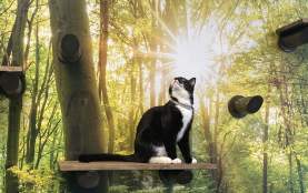 Catelowna Cat Cafe