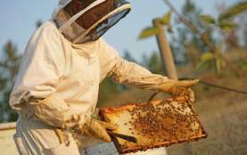 Studio &amp; Farm - Arlo's honeybees