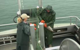 Fish Story Screen Grab 4