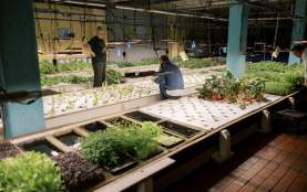 Indoor Garden with various microgreens and lettuce