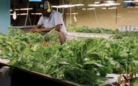 Man indoor gardening lettuce