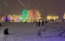 Trees lit up in Roosevelt Park