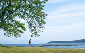 A person walking away from a large green tree towards the beach.