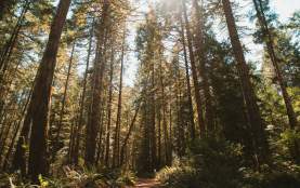 Sunlight filters through tall cedar trees in a forest while ferns line a quiet dirt path below.