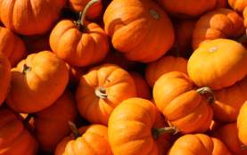 Pumpkin_Stock