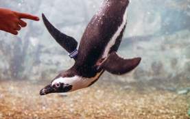 Audubon Aquarium of the Americas
