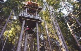 Kereru Ziptrek tour