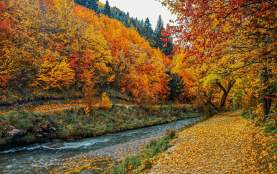 Autumn trees falling around Arrow River