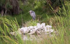 Great Blue Heron Bird