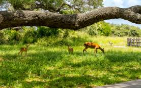 Goose Island Wildlife