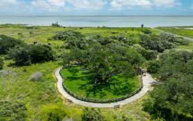 The Big Tree Drone Shot