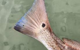 Redfish Tail
