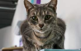 Catmosphere Cat Cafe in 12 Points