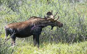 a side view of a bull moose in shrubs