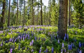 purple wildflowers carpeting the forest floor