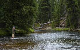 a fisherman with his line cast into a creeks' water in a forest